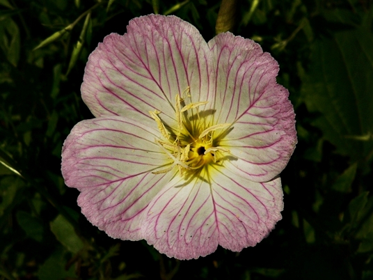 {Oenothera speciosa}